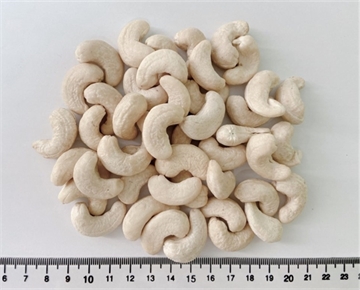 Cashew Nut WW240