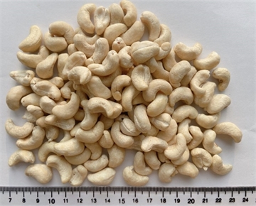 Cashew Nut WW450