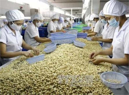 EVFTA Agreement: A billion dollar export opportunity for cashew nuts