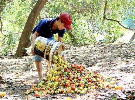 Organic cashew nuts confidently wait for the new season